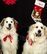 Two large white dogs with red ribbons sit in front of a red stocking and red snowflake designs