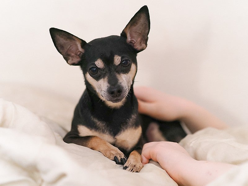 Small black and tan dog rests on a beige duvet; ears up and gentle eyes looking directly at the camera; two white hands touching and holding the dog from the right