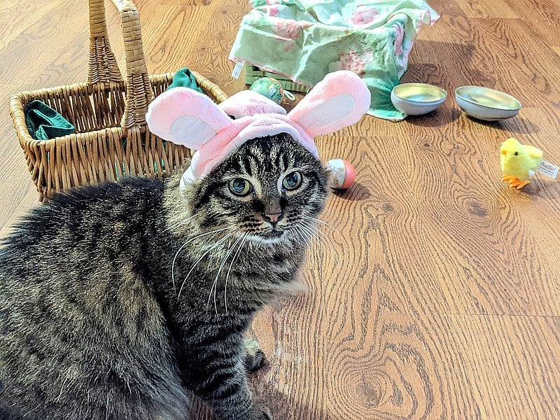 Wide-eyed grey tabby wearing soft, pink rabbit ears sits on the floor; a basket and toy chick on the floor in the background