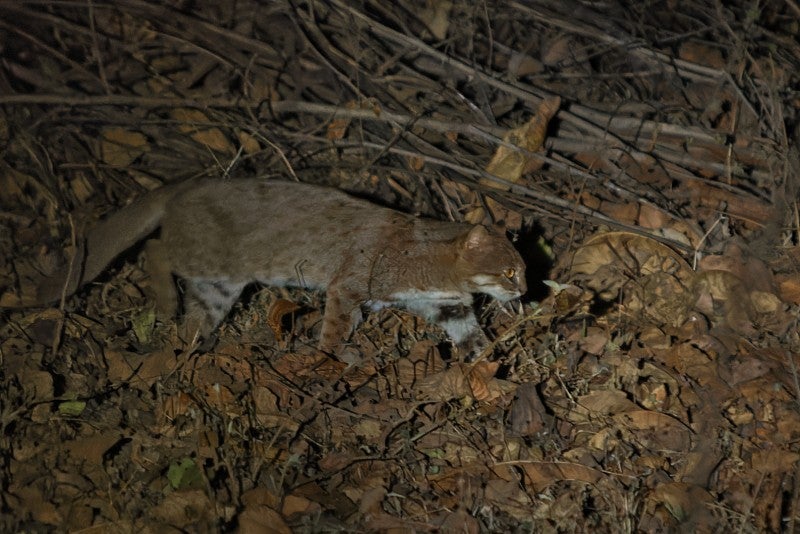 Rusty-spotted cat walking at night in leaves and branches