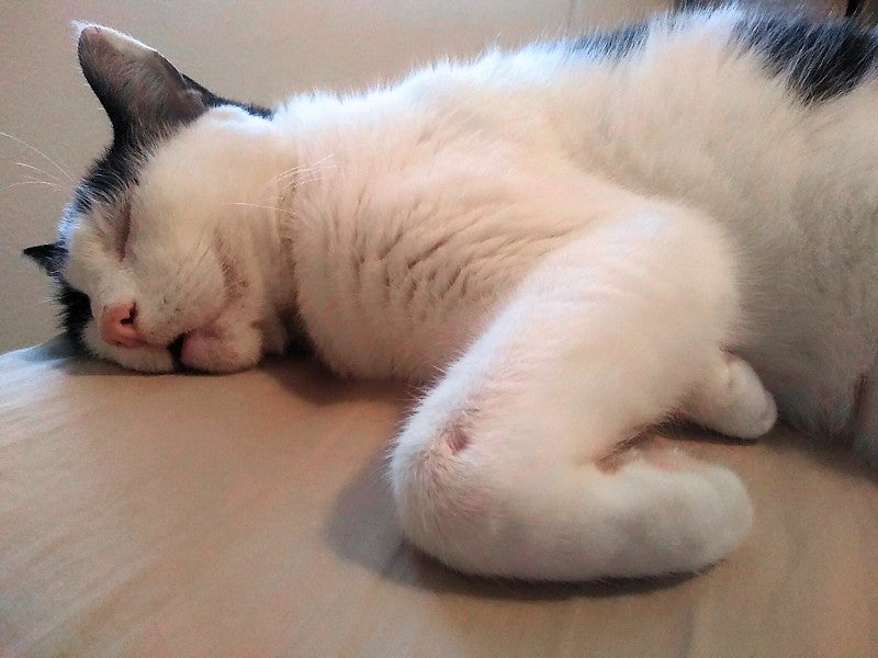 White and grey fluffy cat asleep on a smooth surface, face down