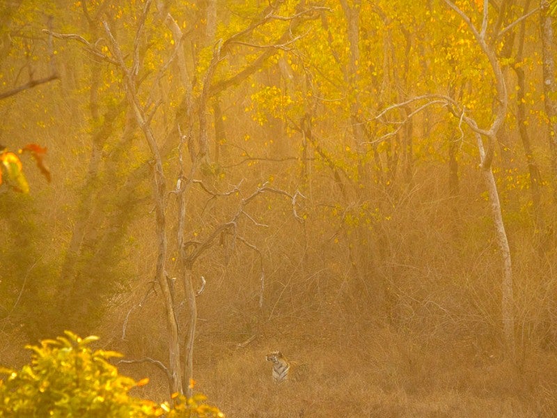 Tigress visible through golden morning light standing in a clearing with bushes in front and trees behind