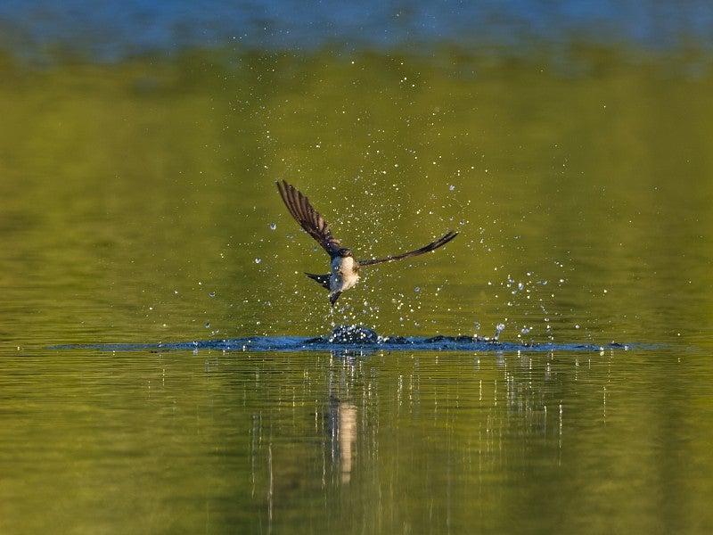 Swallow with wings outstretched just above water; ripples on the pond surface and water drops in the air around the swallow