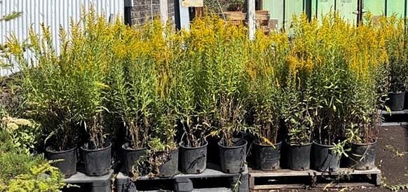 10 native goldenrod plants in pots on pallets