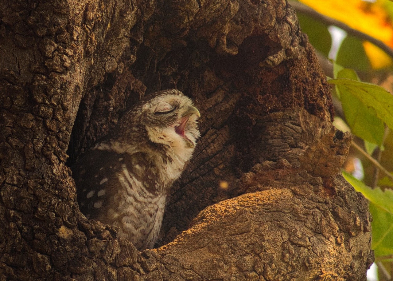 Owl with its beak open sitting in a tree