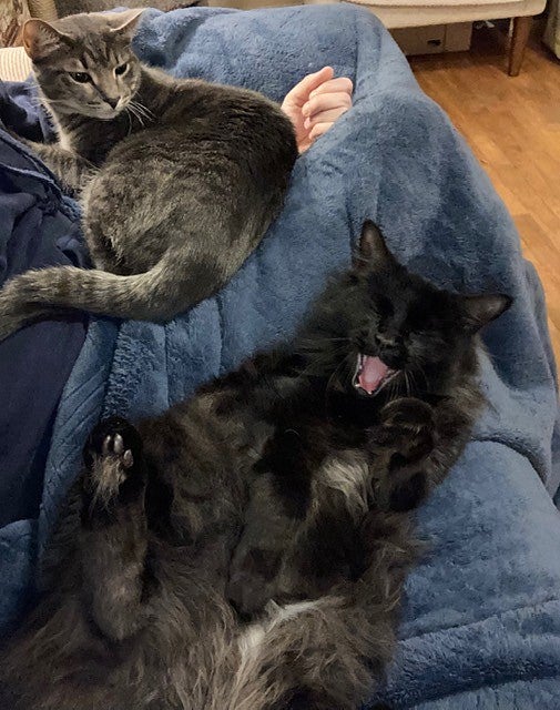 One cat on a lap looking at a cat next to the lap