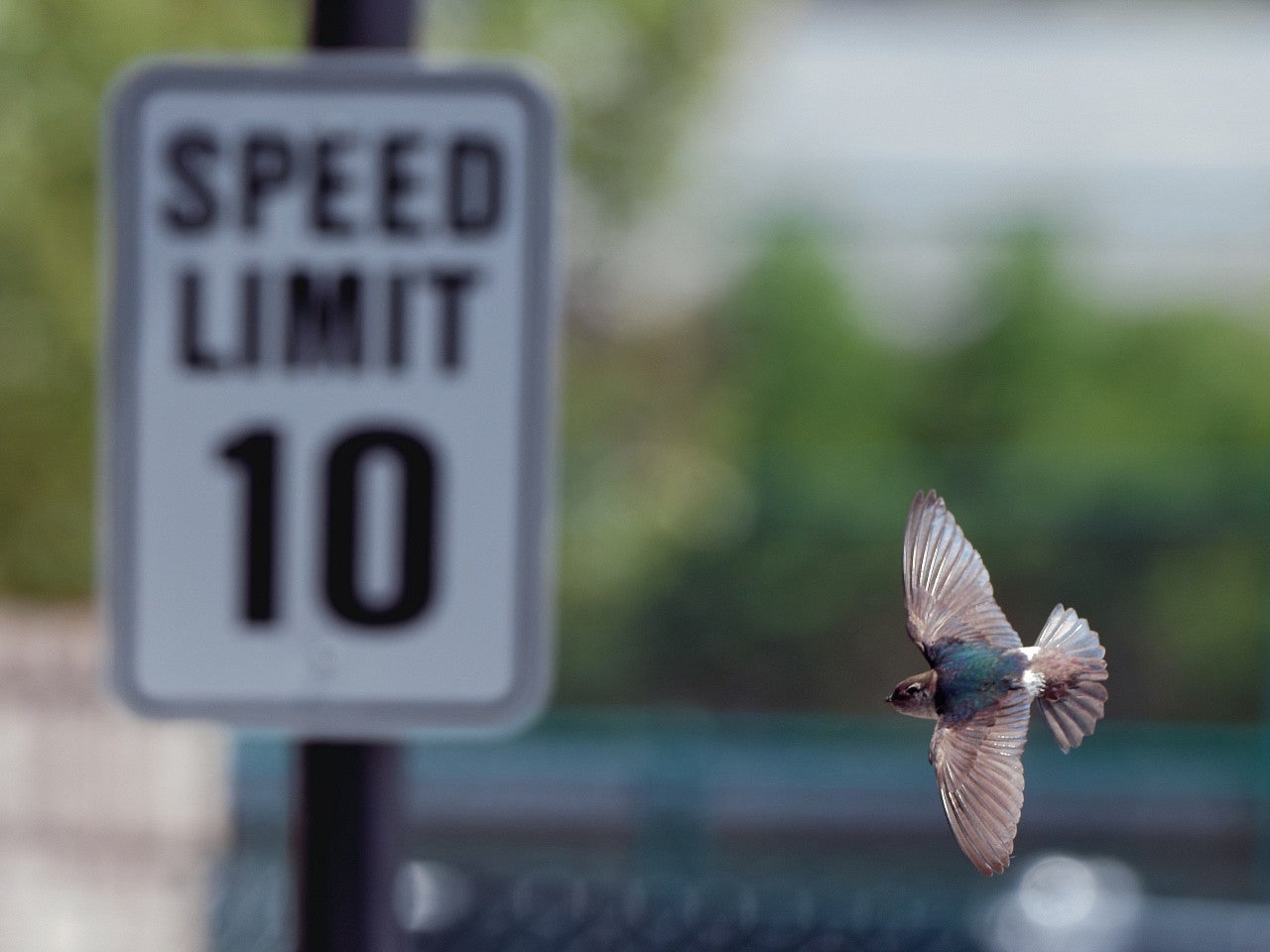 Bird with outstretched wings flying in front of a sign that reads SPEED LIMIT 10