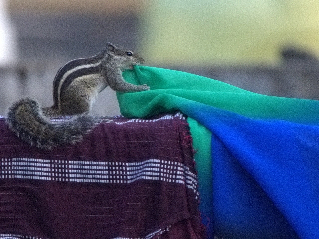 Striped squirrel on a table with a tablecloth in its mouth