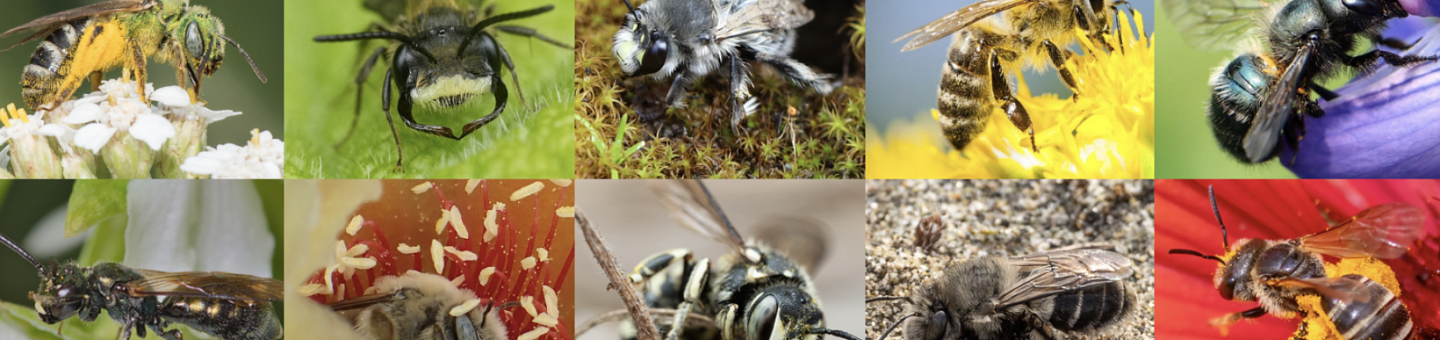 8 images of bees on different flowers