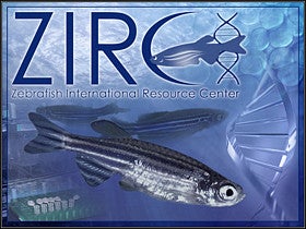 Logo of ZIRC and image of zebrafish swimming