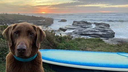 Rocky the dog and a surfboard; sunset and sea in the background
