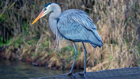 Blue heron stands on a log with a river and river bank in the background