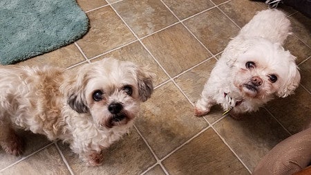 Two small, fluffy, white dogs standing on a brown floor gaze up at the camera