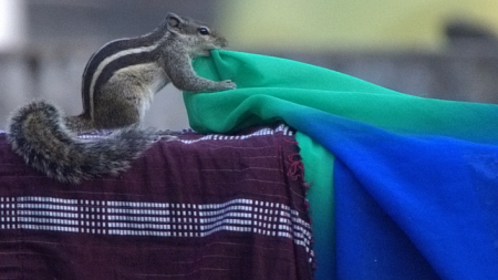 Palm squirrel chomping on a table cloth