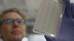 Scientist in wearing glasses and surgical gloves looks at a sample 