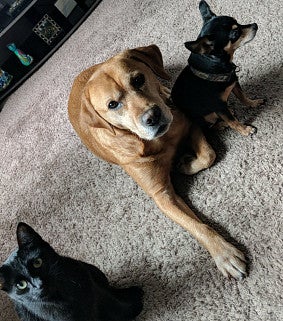 Black cat, brown dog, and black-brown chihuahua sit and lie on a brown carpet