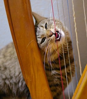 Grey striped cat looks at the camera through the strings of a harp; head cocked up, the cat's mouth is open and sharp teeth "play" the harp