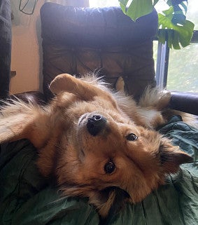 Sara's dog Winnie lounging on a comfortable chair