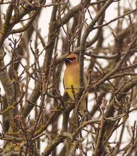 Yellow cedar waxwing in tree