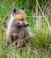 Small, fluffy baby fox in long grass