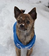 Small brown dog in a blue and white sweater stands in the snow