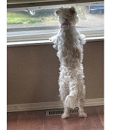 Small white dog with a pink collar stands on its hind legs, resting its front paws on a window ledge looking out the window.