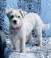 Small white dog with a pink collar stands on a light blue couch looking at the camera
