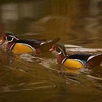 Two colorful male wood ducks on the Mill Race