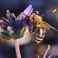 Bee on purple flower