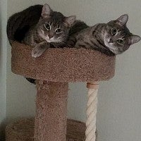 Two tabby cats looking at the camera from atop a cat tower